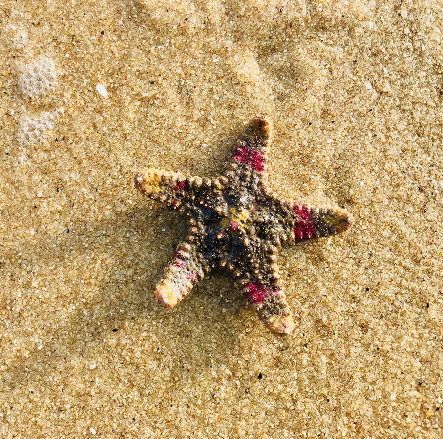 Starfish Beach Bungalows Arugam Bay Dış mekan fotoğraf