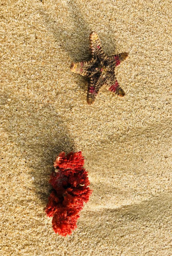 Starfish Beach Bungalows Arugam Bay Dış mekan fotoğraf